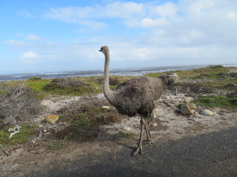 Female Ostrich near Cape of Good Hope