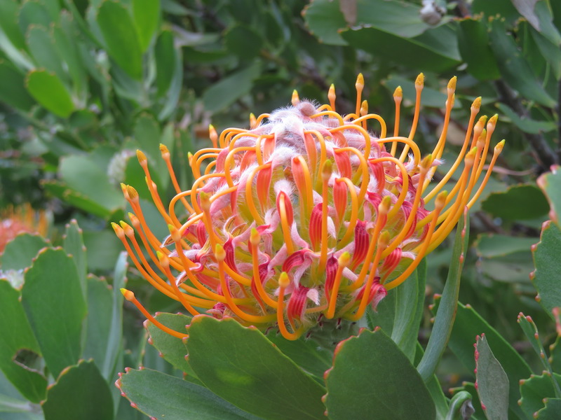 Flower on the Cape